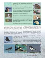 19_birds_biodiversity