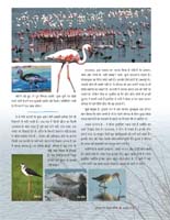 17_birds_biodiversity